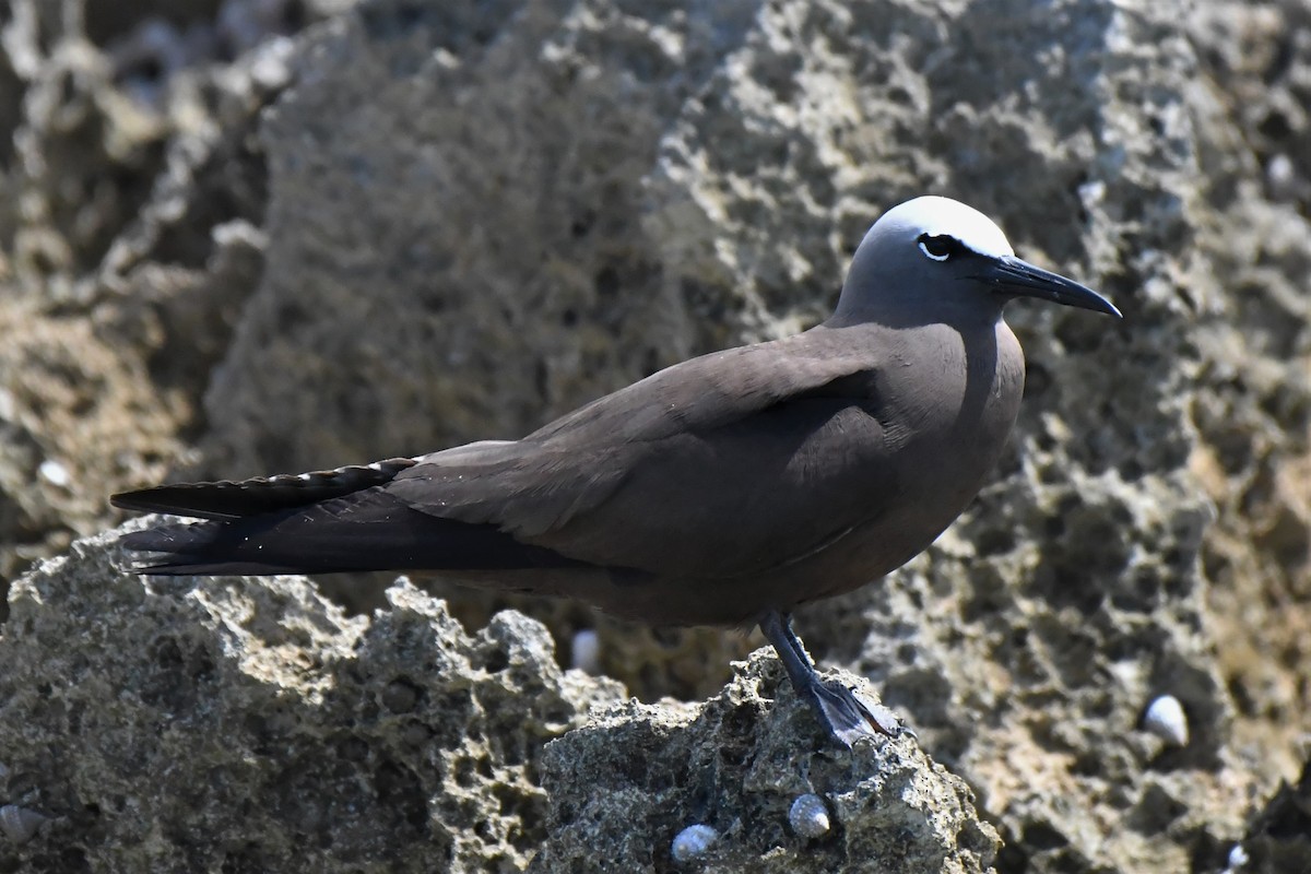 Brown Noddy - ML106881671