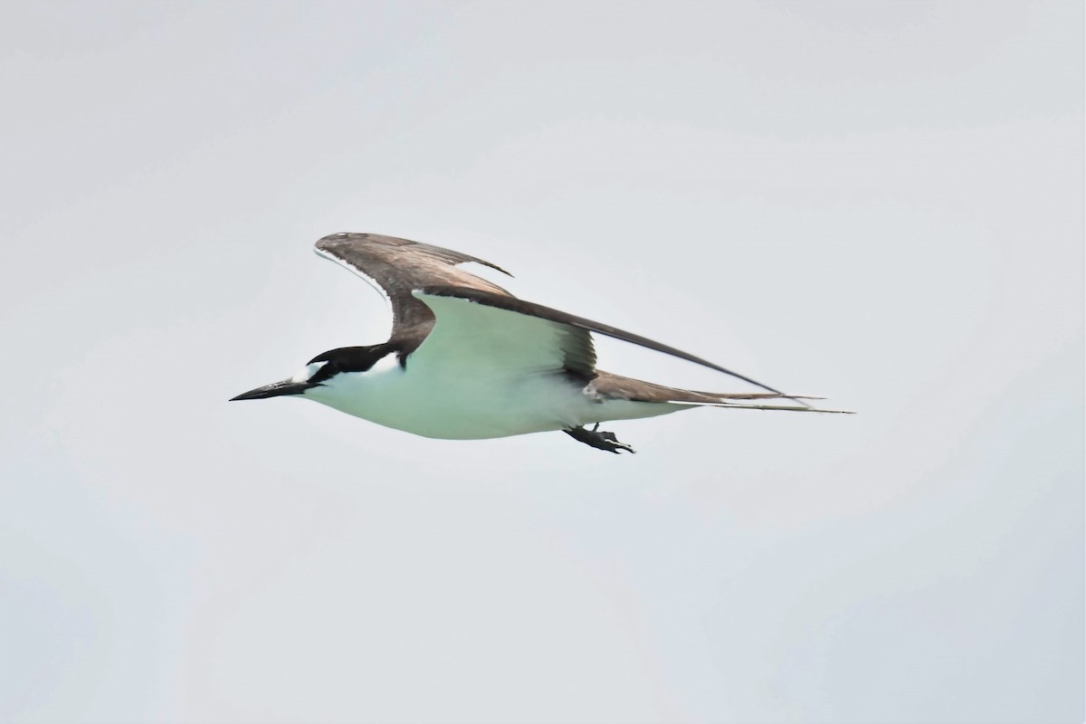 Sooty Tern - ML106881691