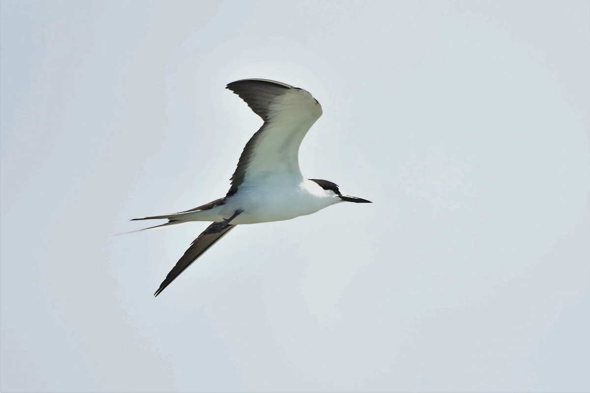 Sooty Tern - ML106881701