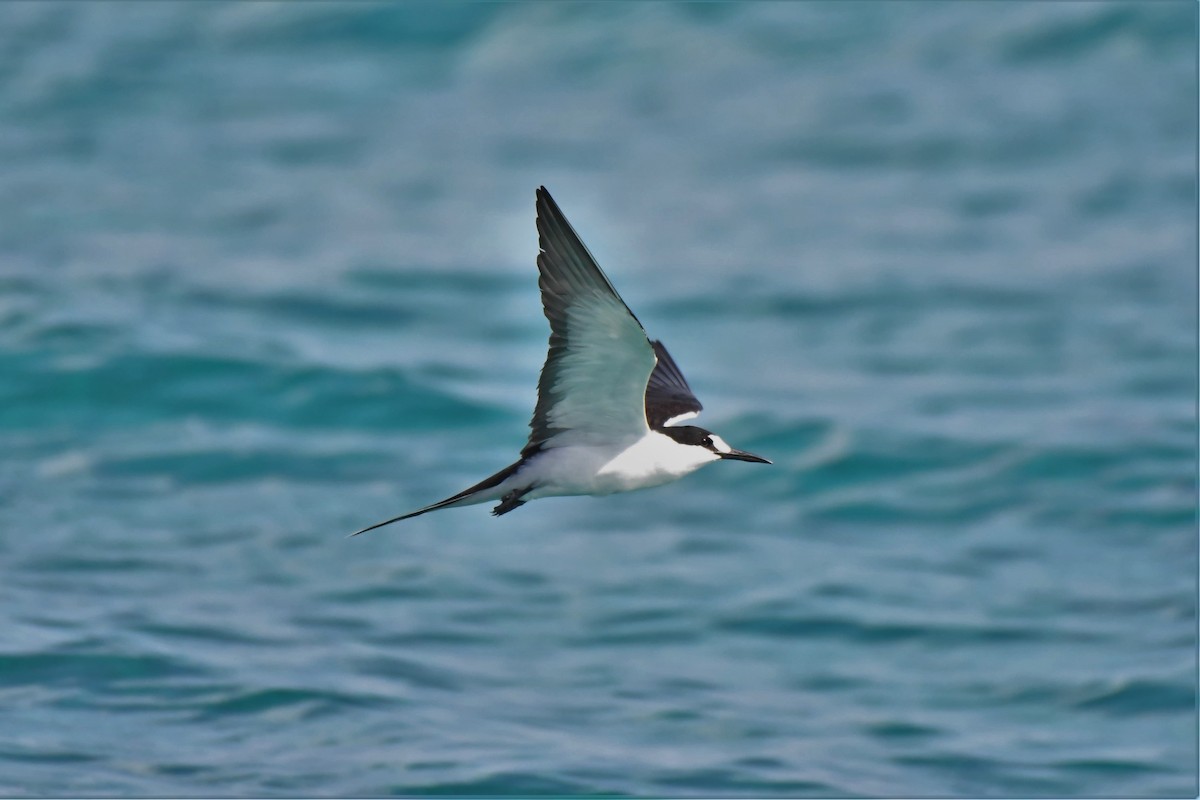 Sooty Tern - ML106881731