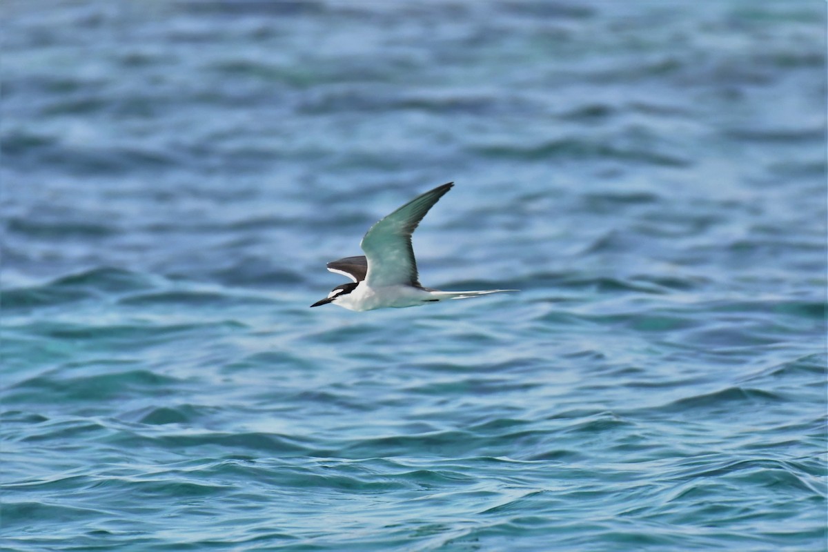 Bridled Tern - ML106881741