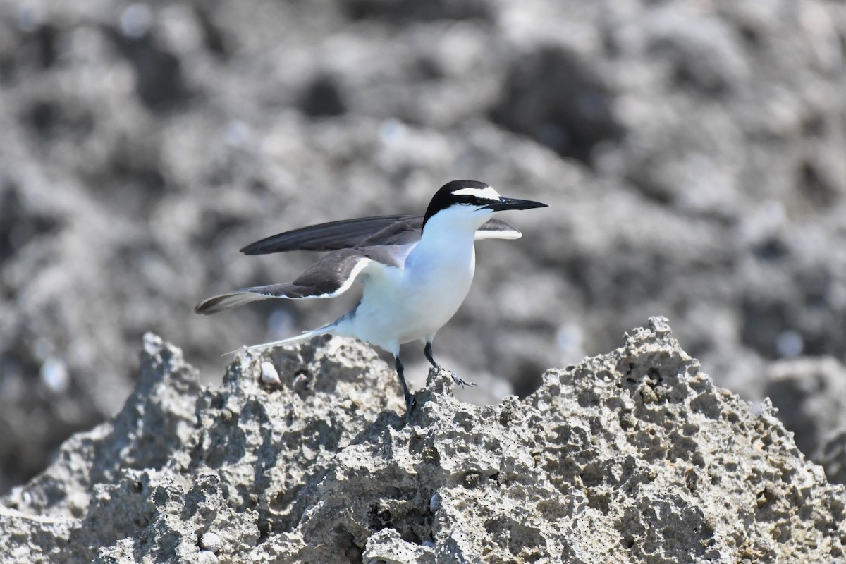 Bridled Tern - ML106881751