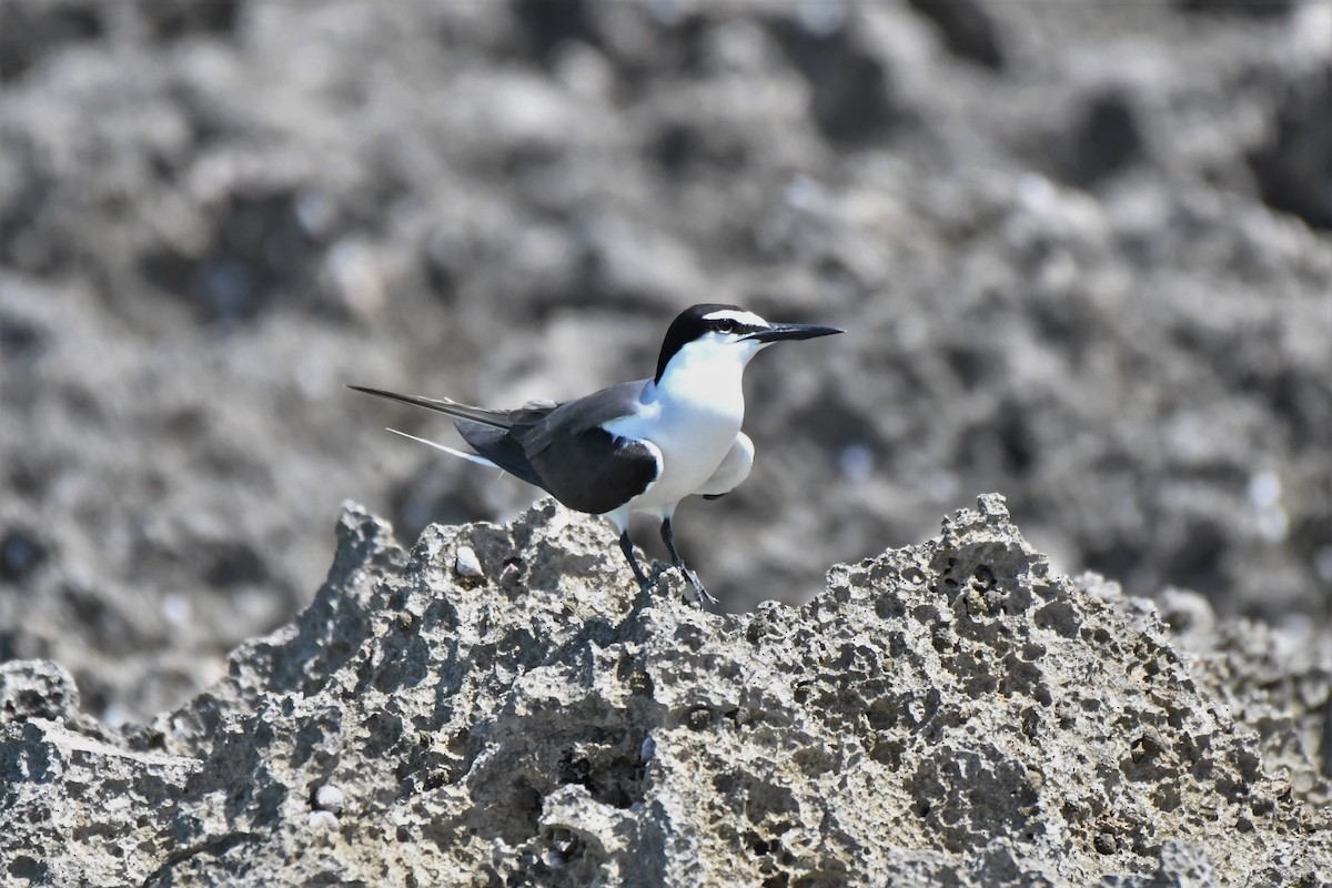 Bridled Tern - ML106881761