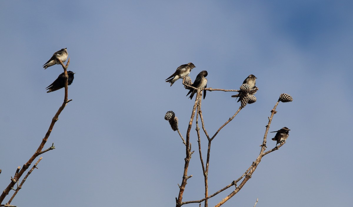 Purple Martin - ML106882291