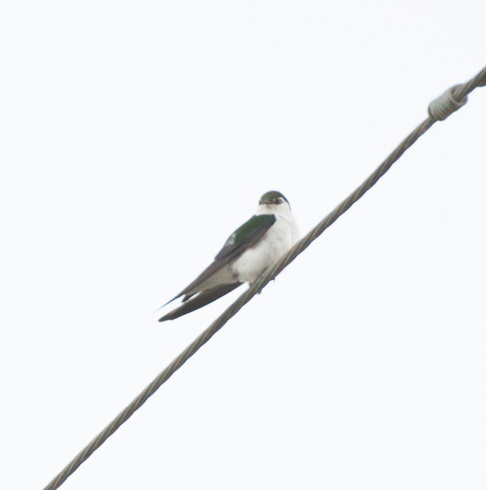 Violet-green Swallow - ML106882341