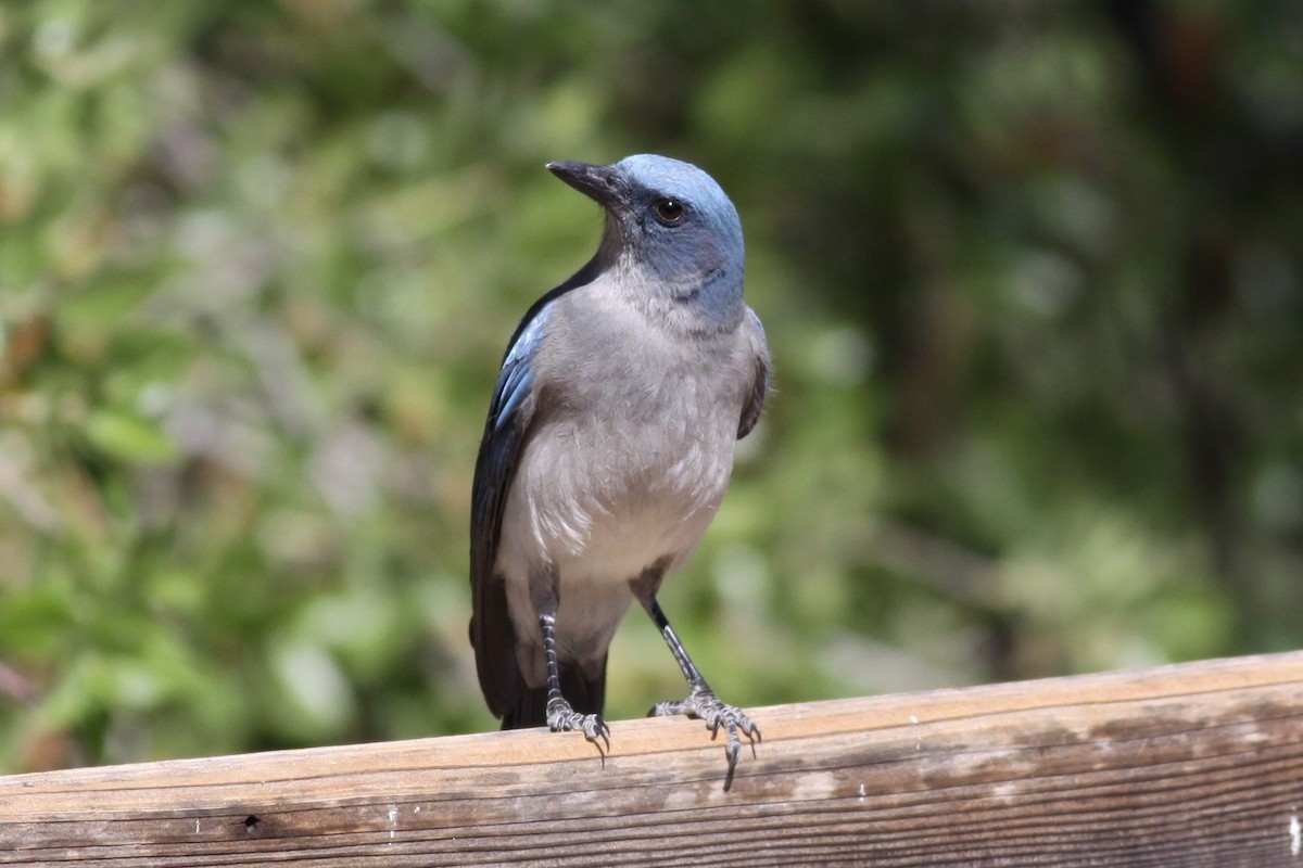 Mexican Jay - ML106882401