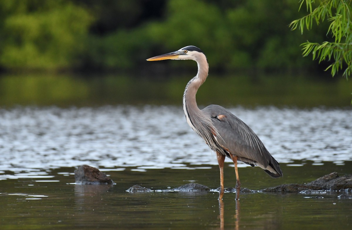 Great Blue Heron - ML106883141