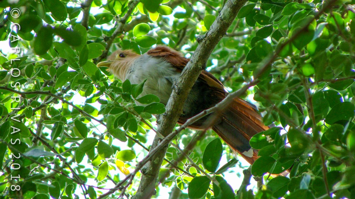 Squirrel Cuckoo - ML106884431