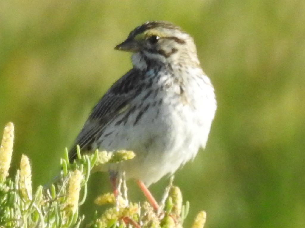 Savannah Sparrow - John Fawcett