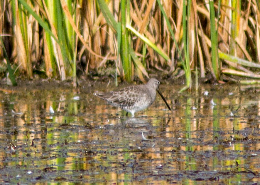 Long-billed Dowitcher - ML106884931