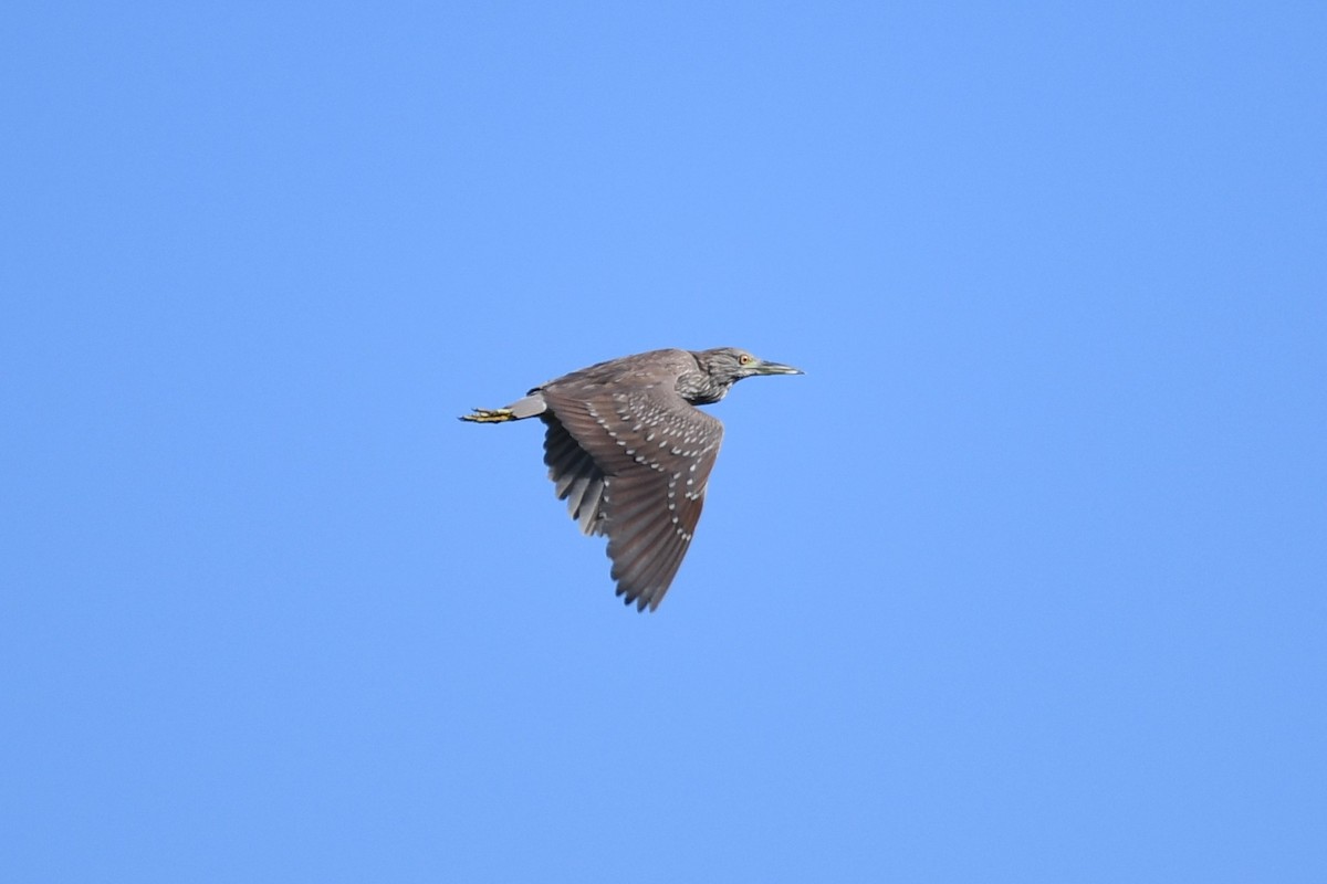 Black-crowned Night Heron - ML106885101