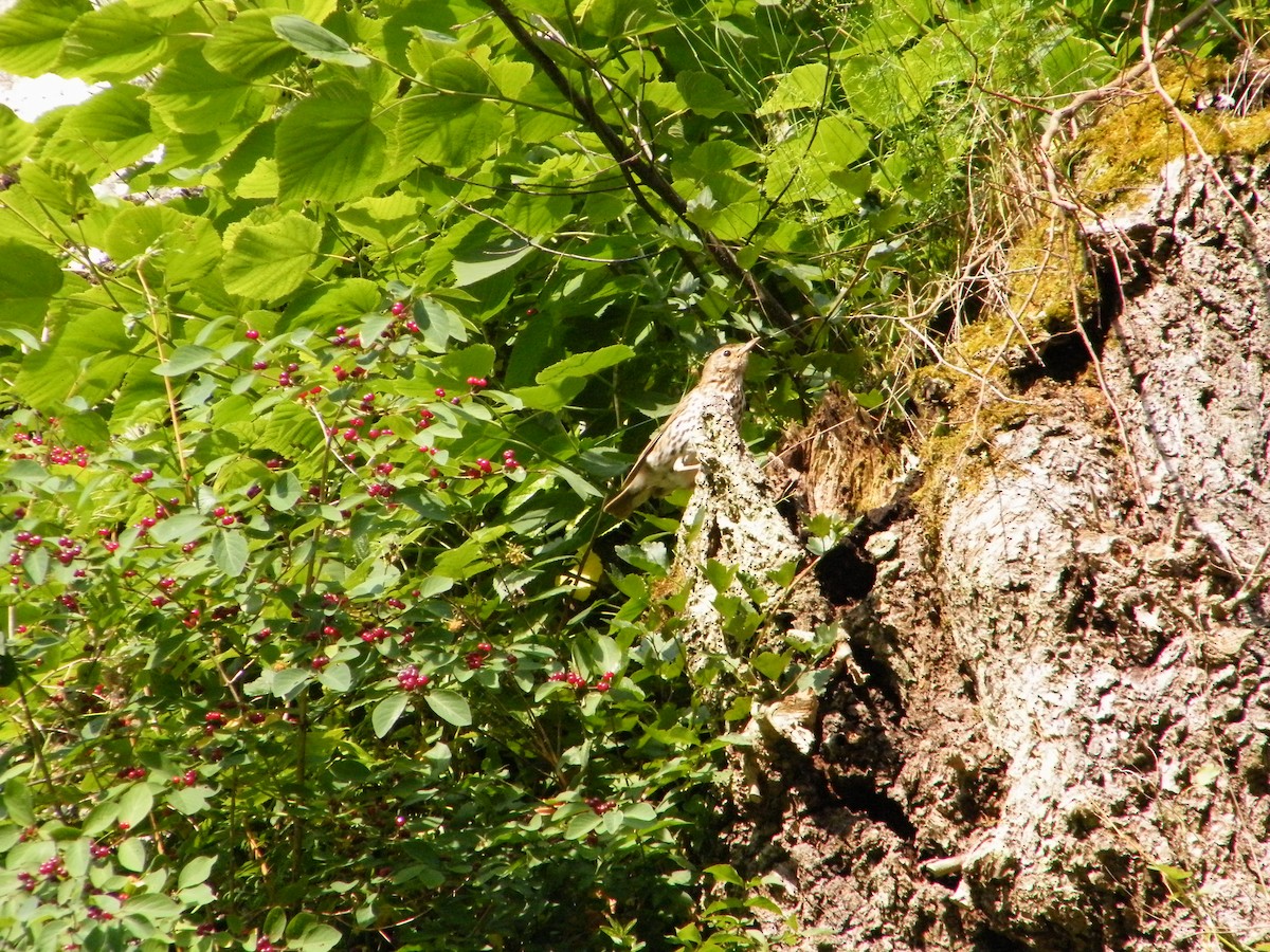 Song Thrush - Maksymilian Syratt