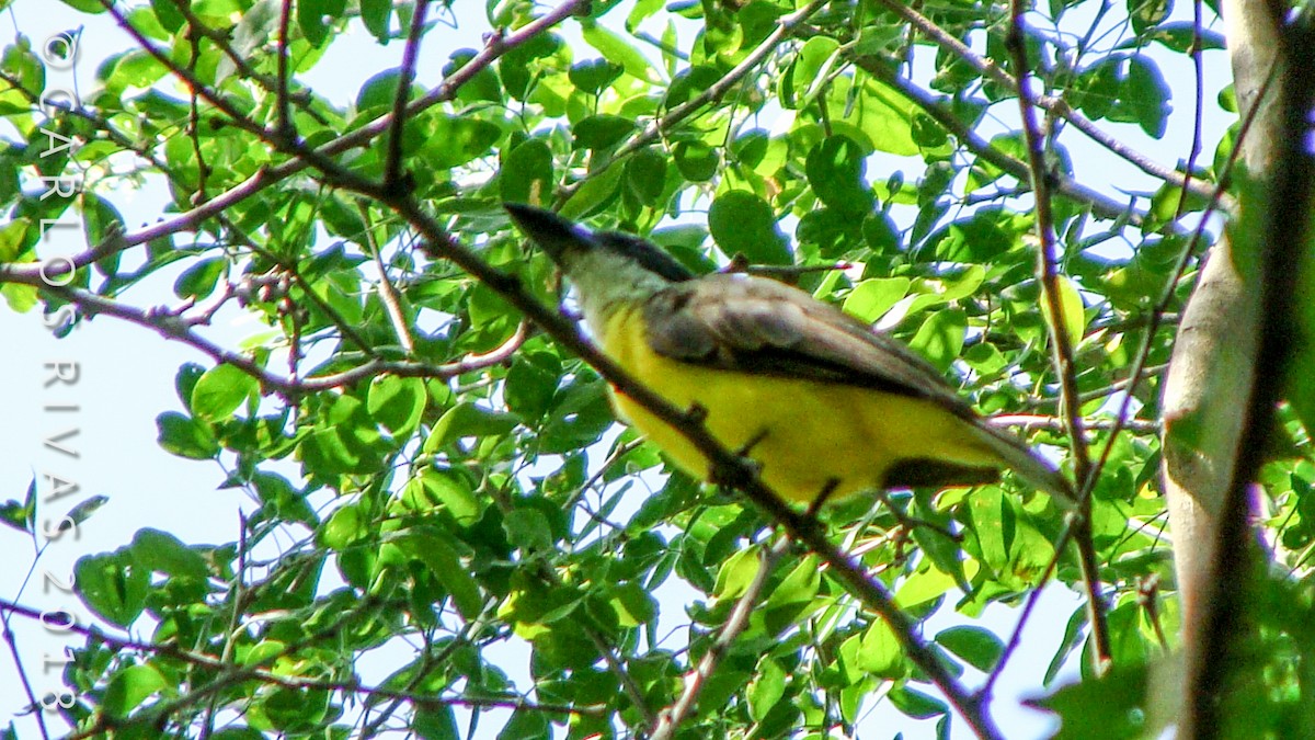 Boat-billed Flycatcher - ML106885681