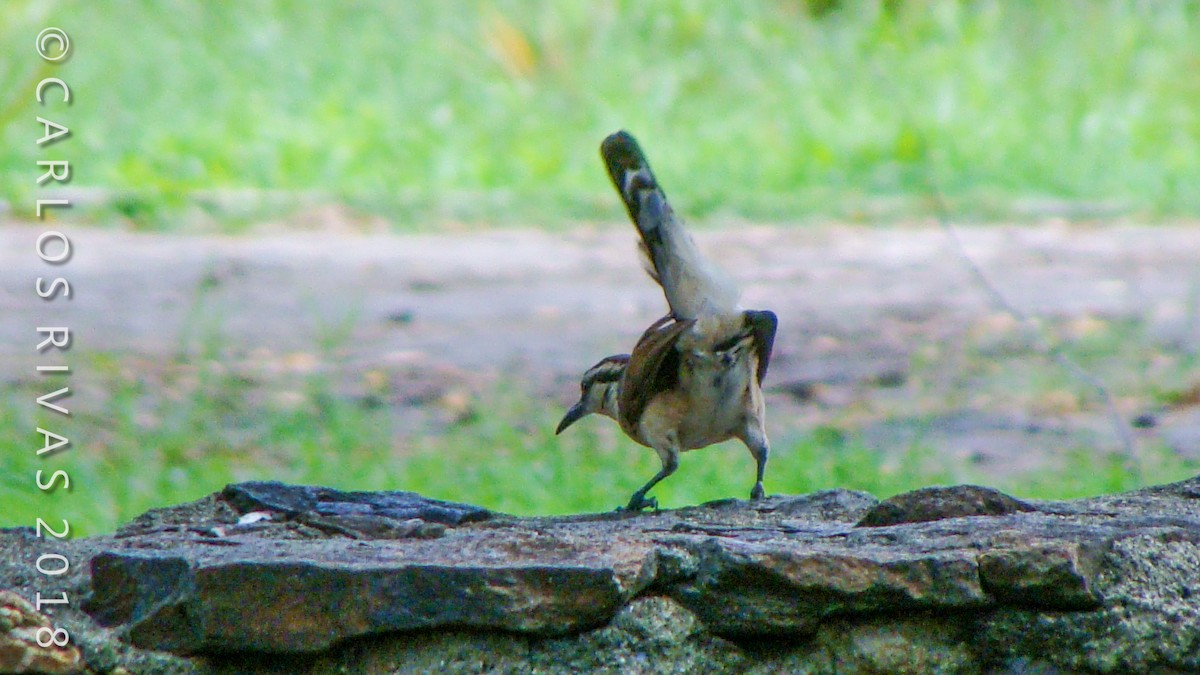 Bicolored Wren - ML106885971