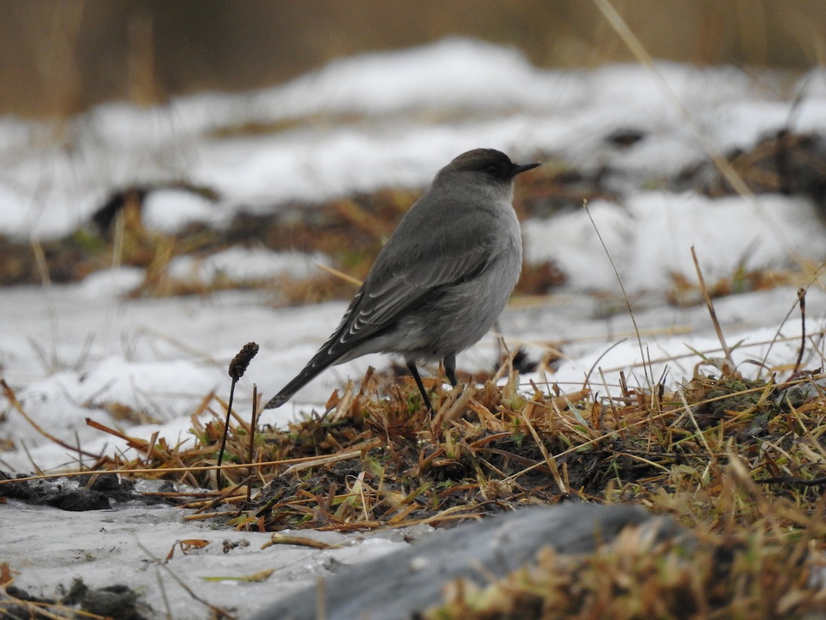 Dark-faced Ground-Tyrant - ML106886431