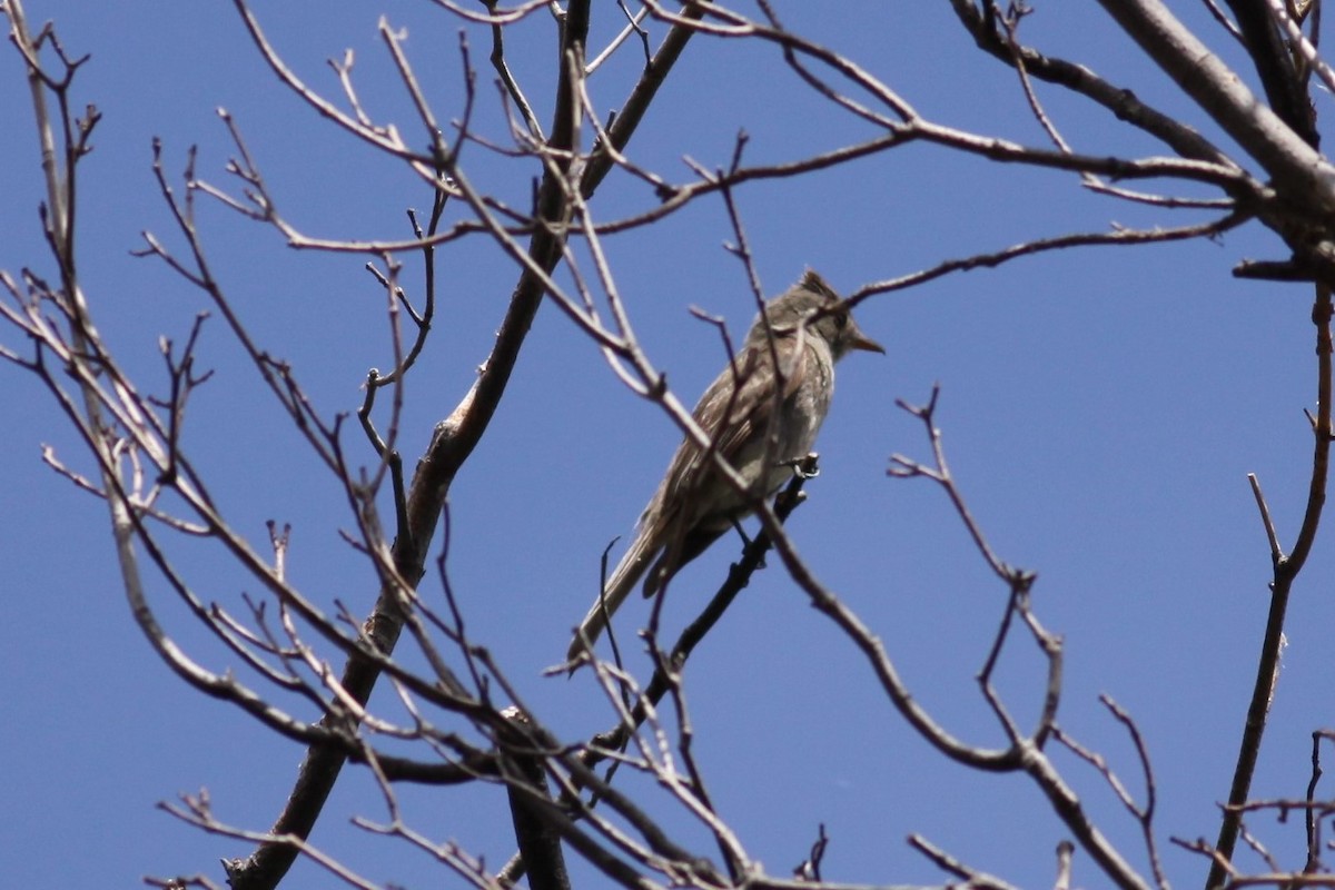 Greater Pewee - ML106887581