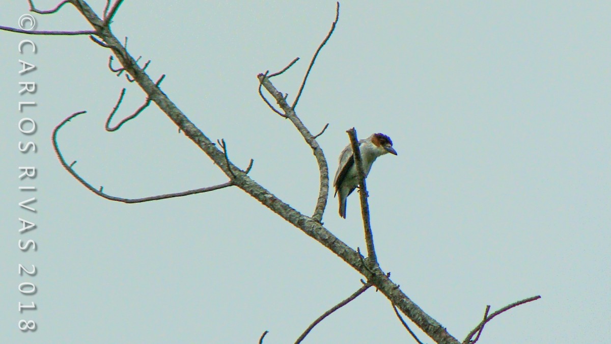 Black-crowned Tityra - ML106887811