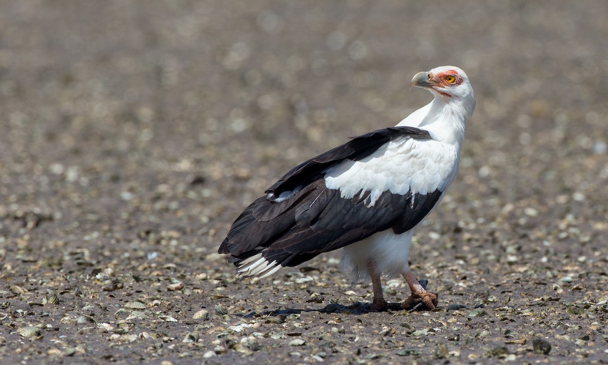 Palm-nut Vulture - Chris Wood