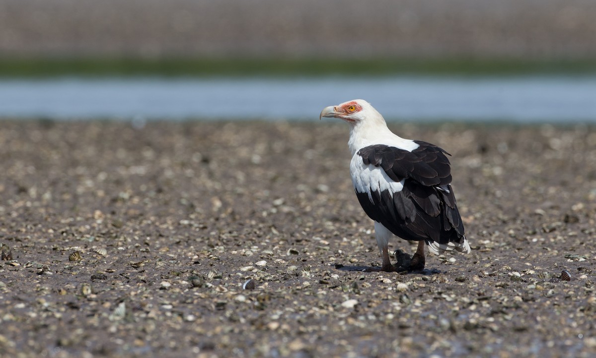 Palm-nut Vulture - ML106888211