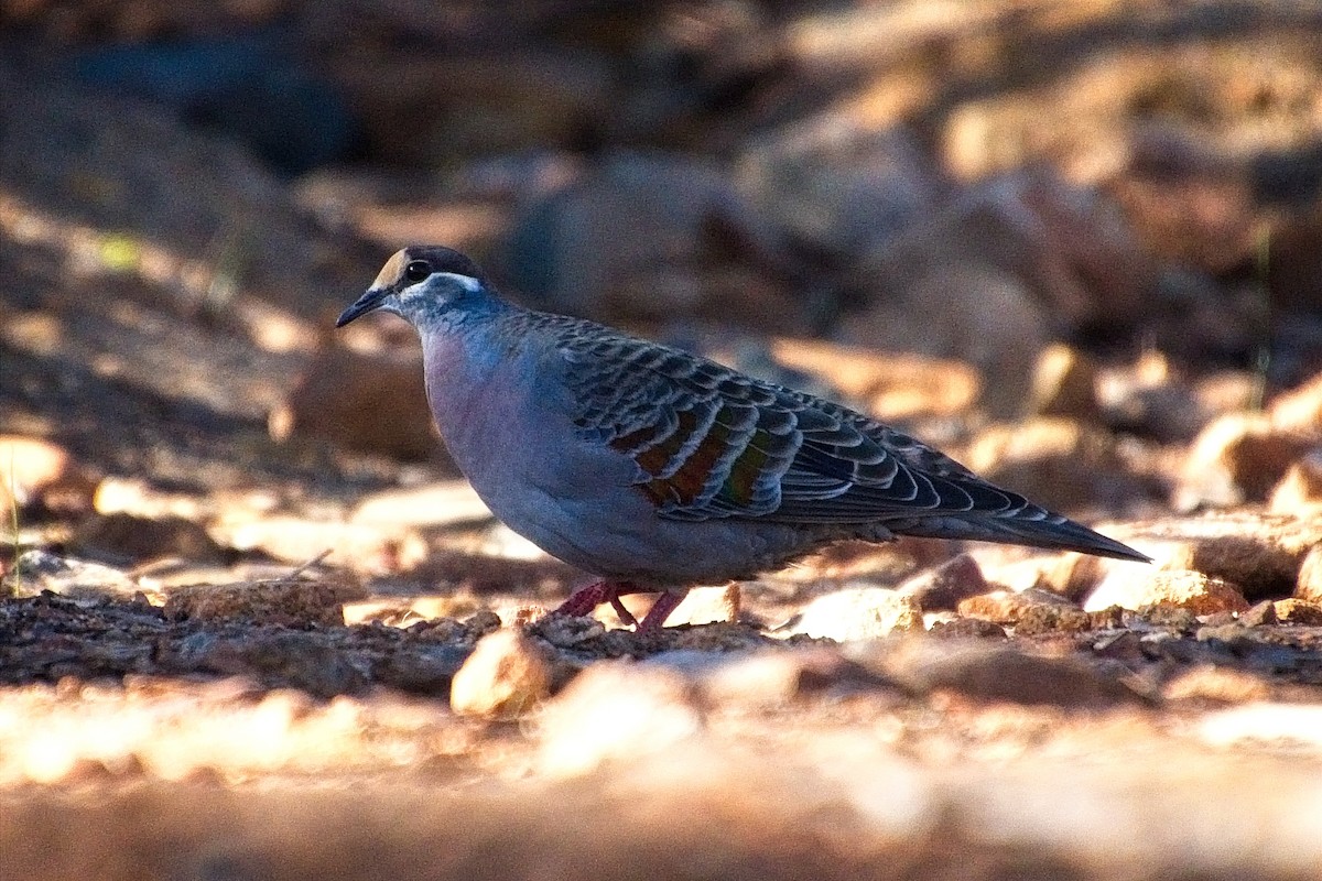 Common Bronzewing - Tim Kemp