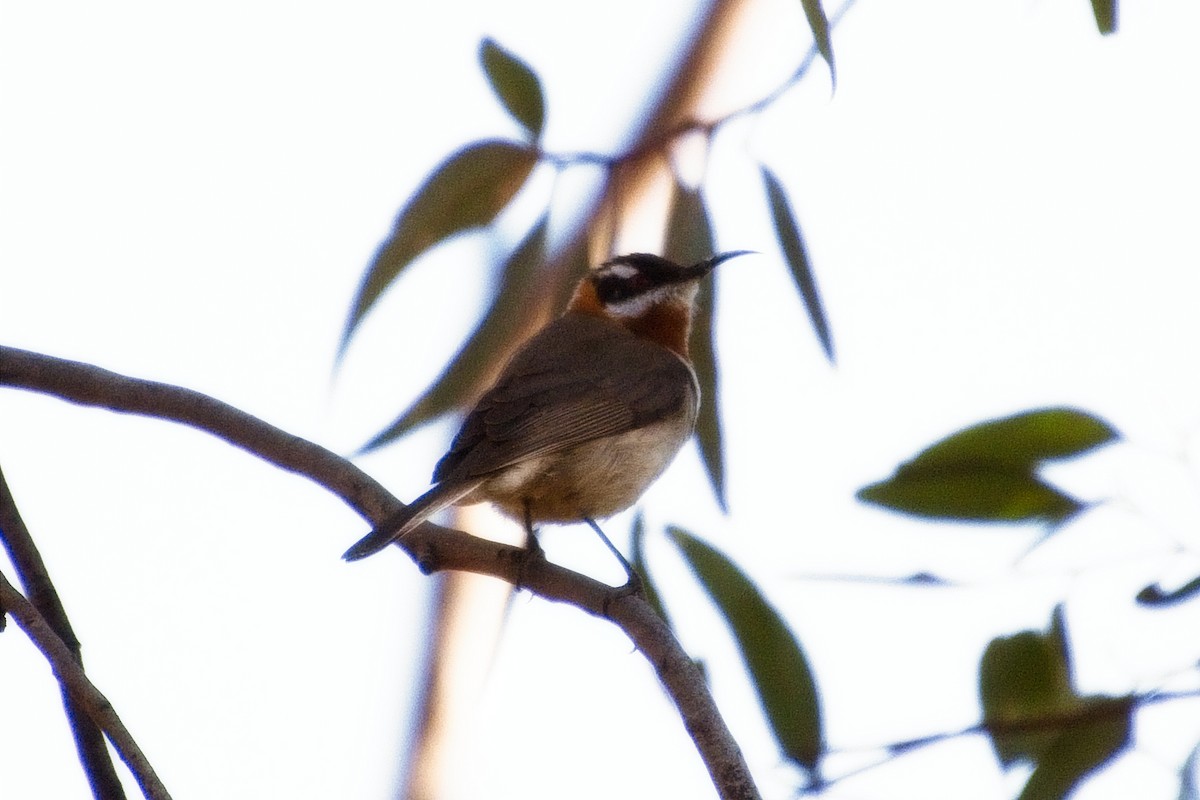 Western Spinebill - ML106888731