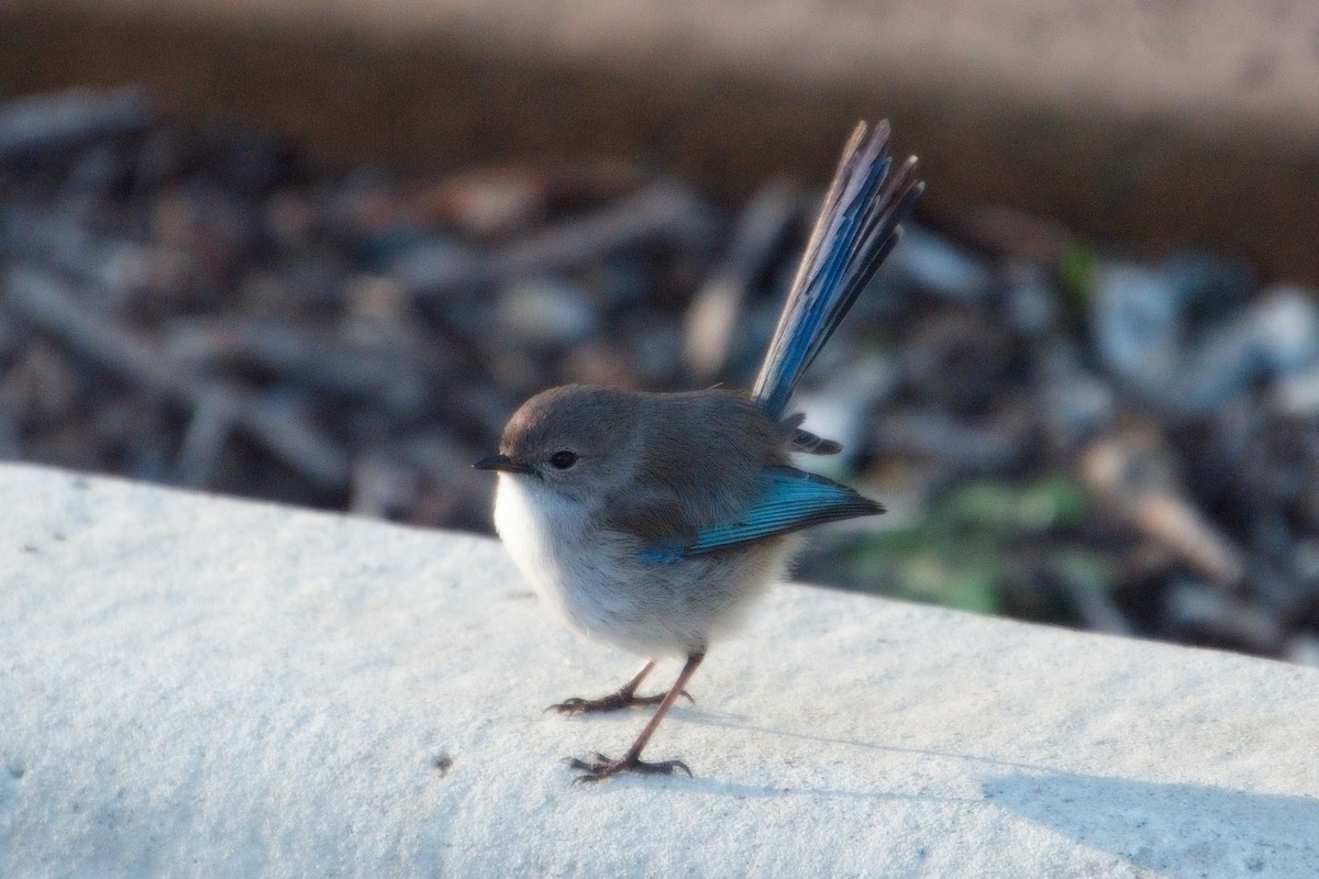 Splendid Fairywren - ML106888811