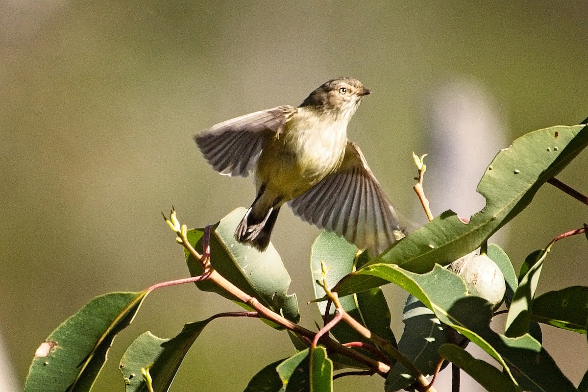 Weebill - ML106888831