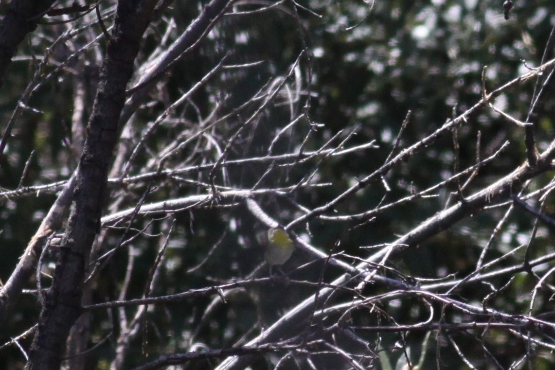 Rufous-capped Warbler - ML106890281