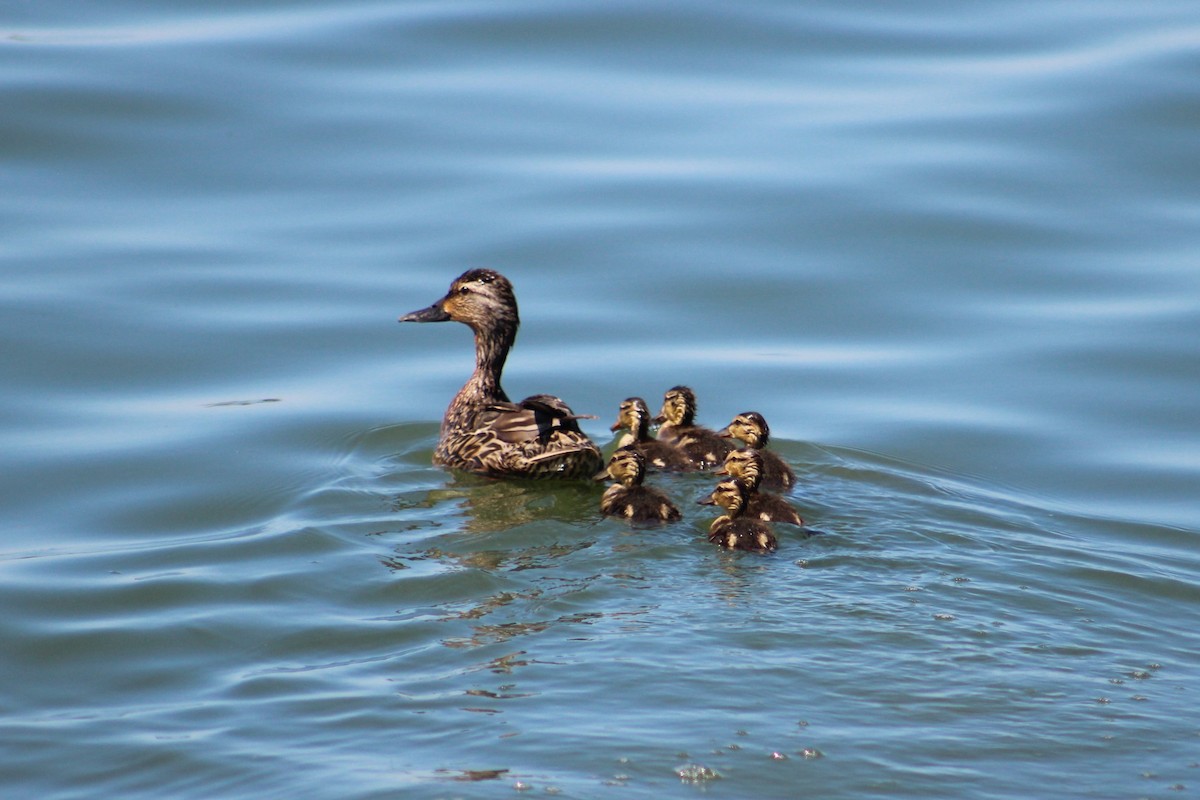 Canard colvert - ML106890381