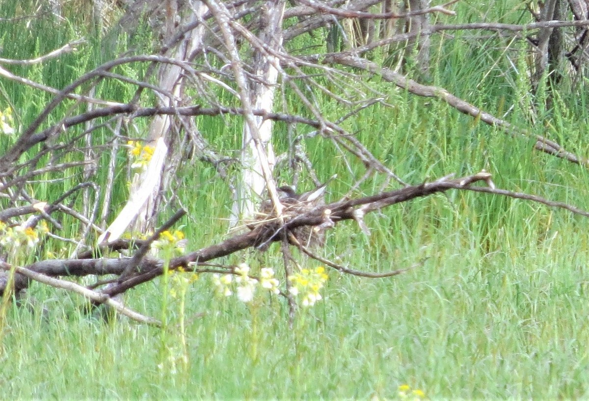 Eastern Kingbird - ML106890671