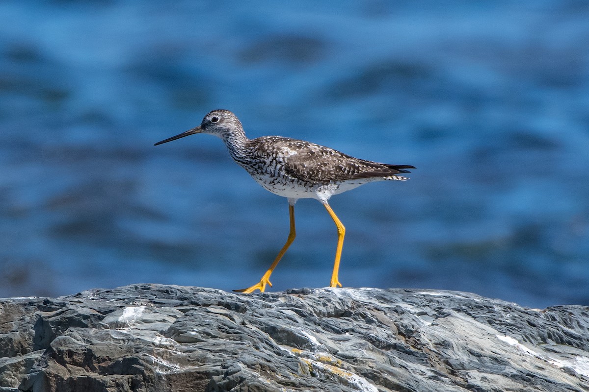 Lesser/Greater Yellowlegs - Frank King