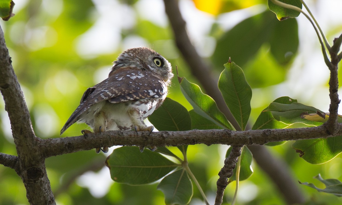 Pearl-spotted Owlet - ML106891931