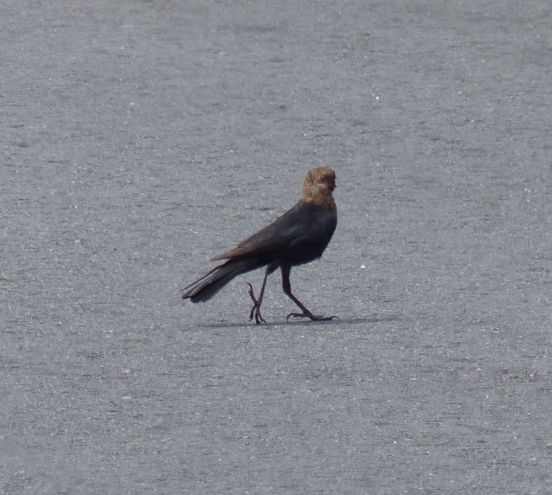 Brown-headed Cowbird - ML106892671