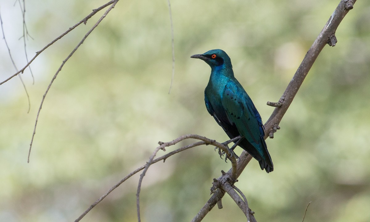 Bronze-tailed Starling - Chris Wood