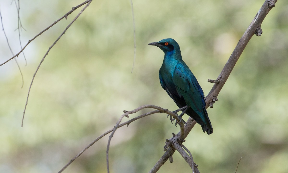 Bronze-tailed Starling - ML106894991