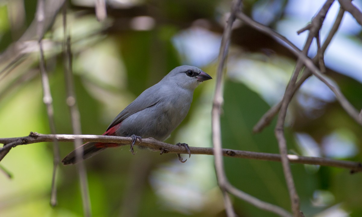 Lavender Waxbill - ML106895121