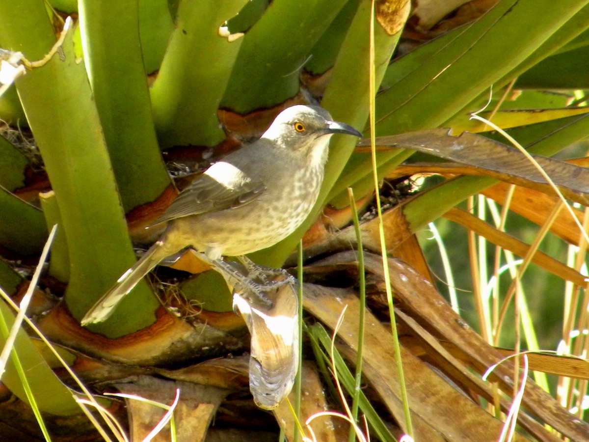 Curve-billed Thrasher - ML106898351