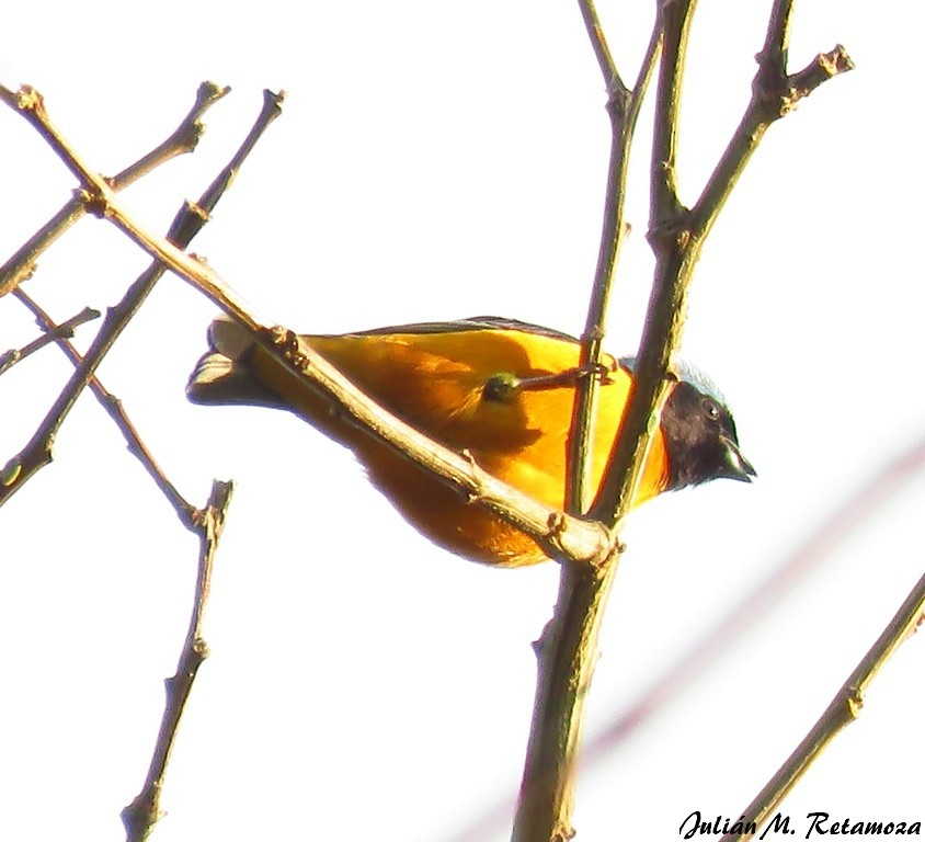 Golden-rumped Euphonia - Julián Retamoza