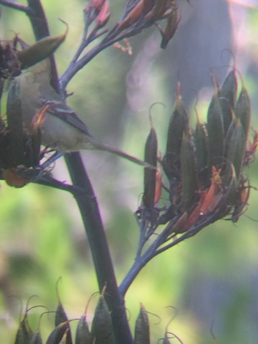 Hooded Oriole - ML106900181