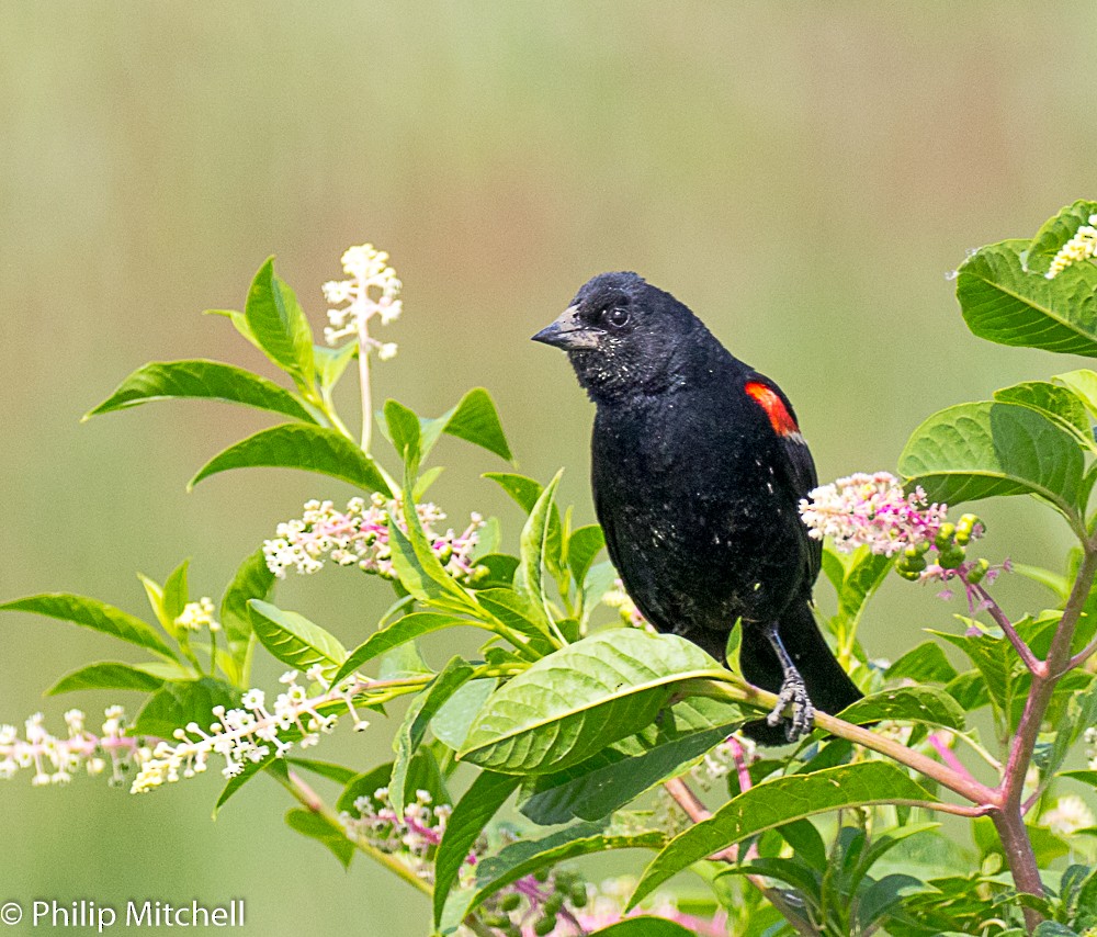 Red-winged Blackbird - ML106900721