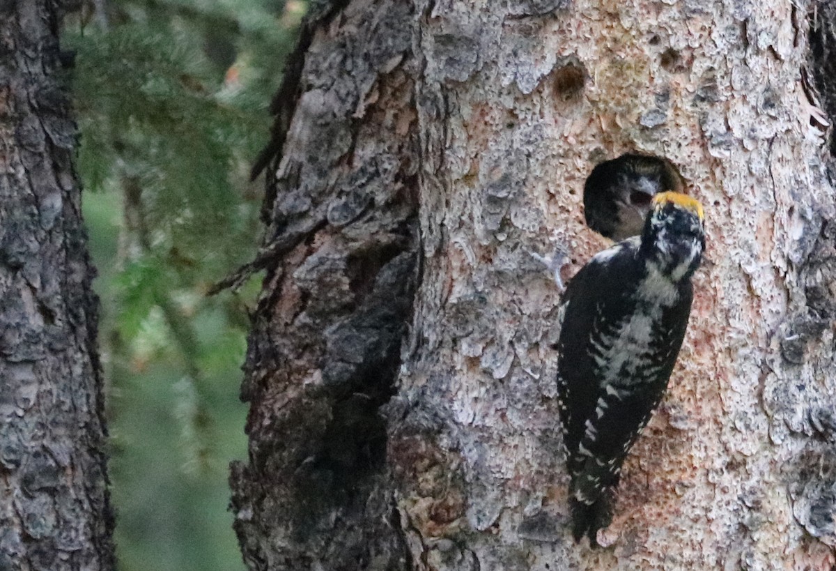 American Three-toed Woodpecker - Judy Walker