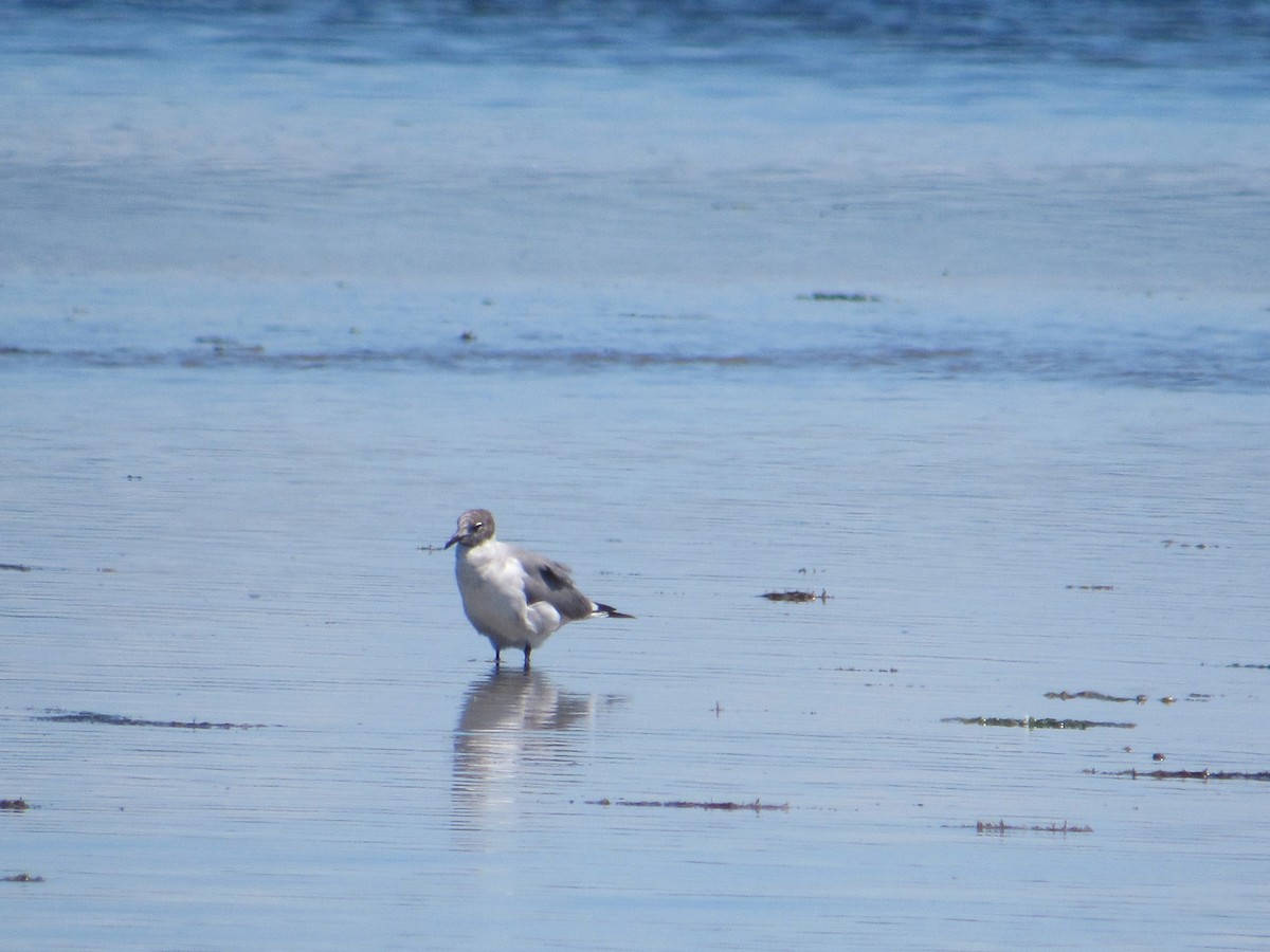 Laughing Gull - ML106902221