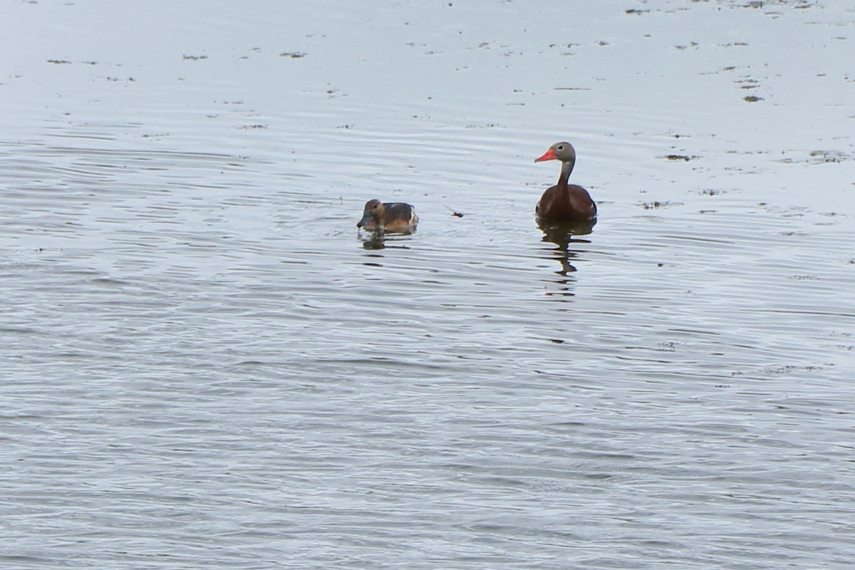 Fulvous Whistling-Duck - ML106904061