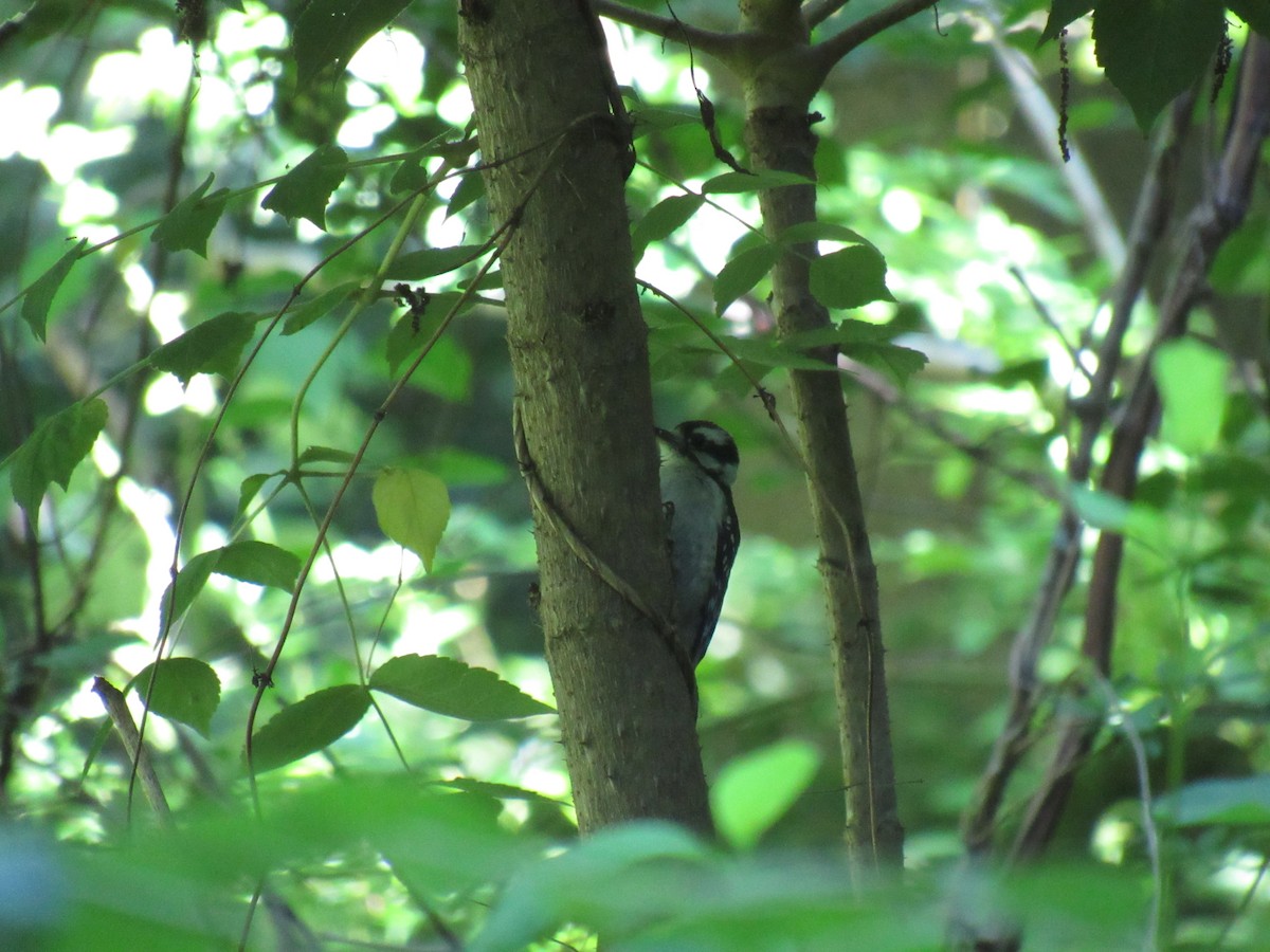 Downy Woodpecker - ML106906041