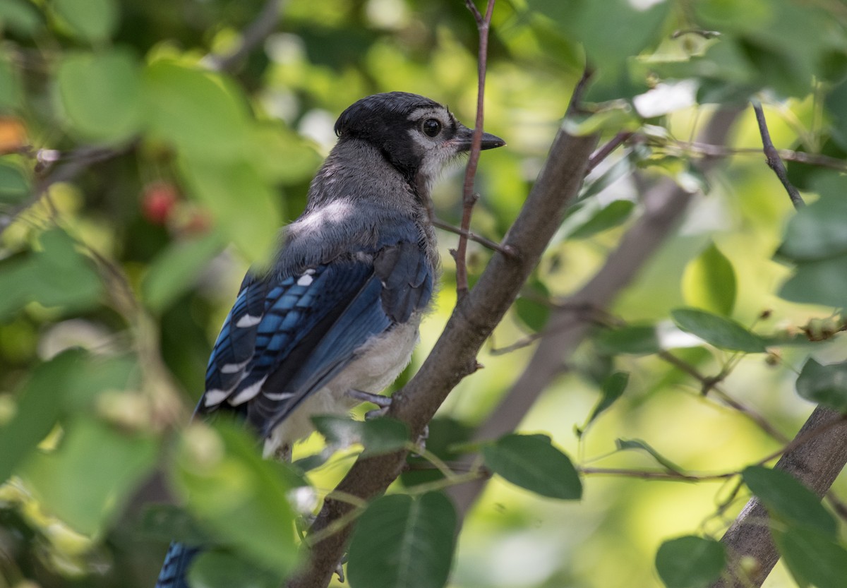 Blue Jay - ML106907861