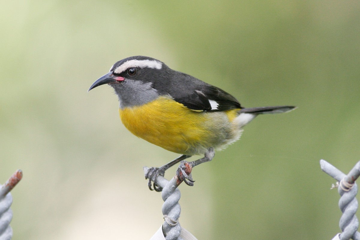 Bananaquit (Puerto Rico) - Patrick Van Thull