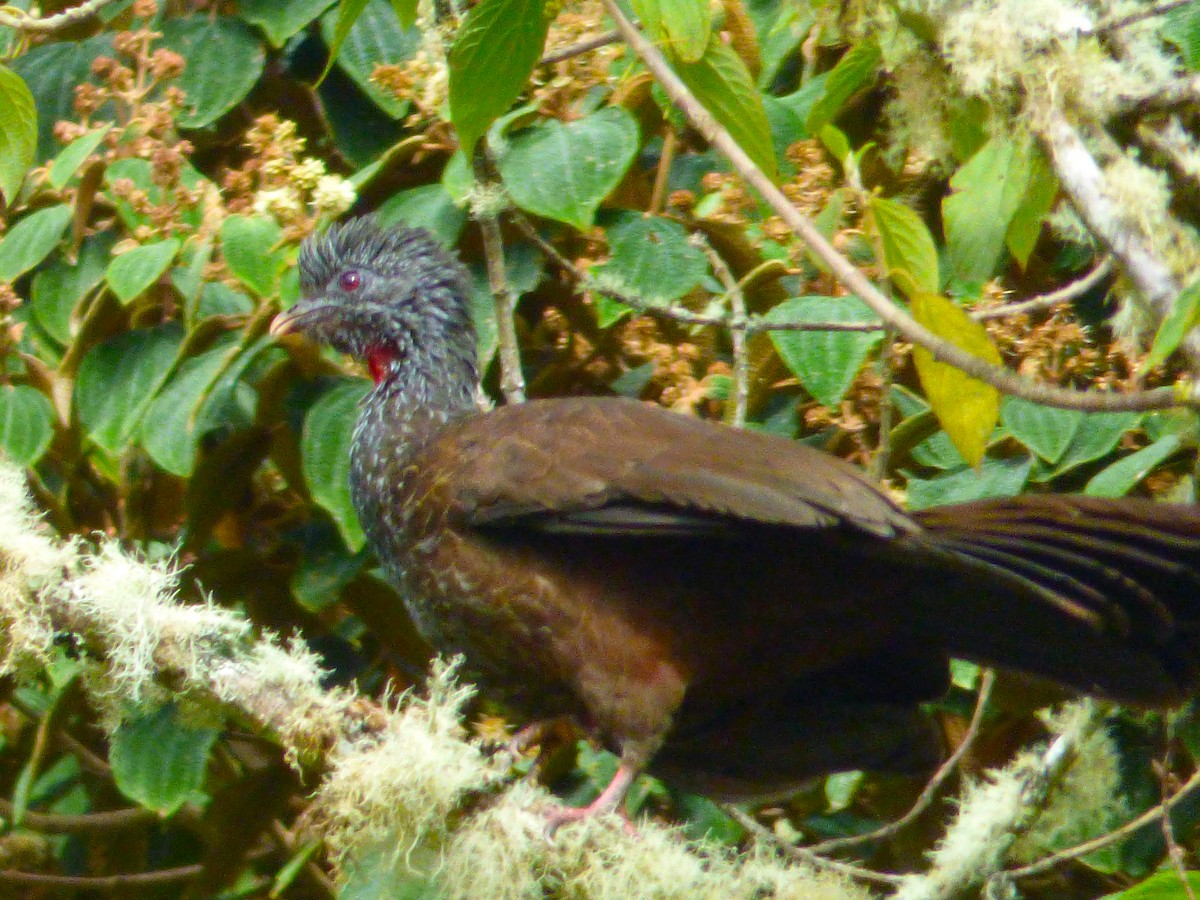 Andean Guan - ML106909661