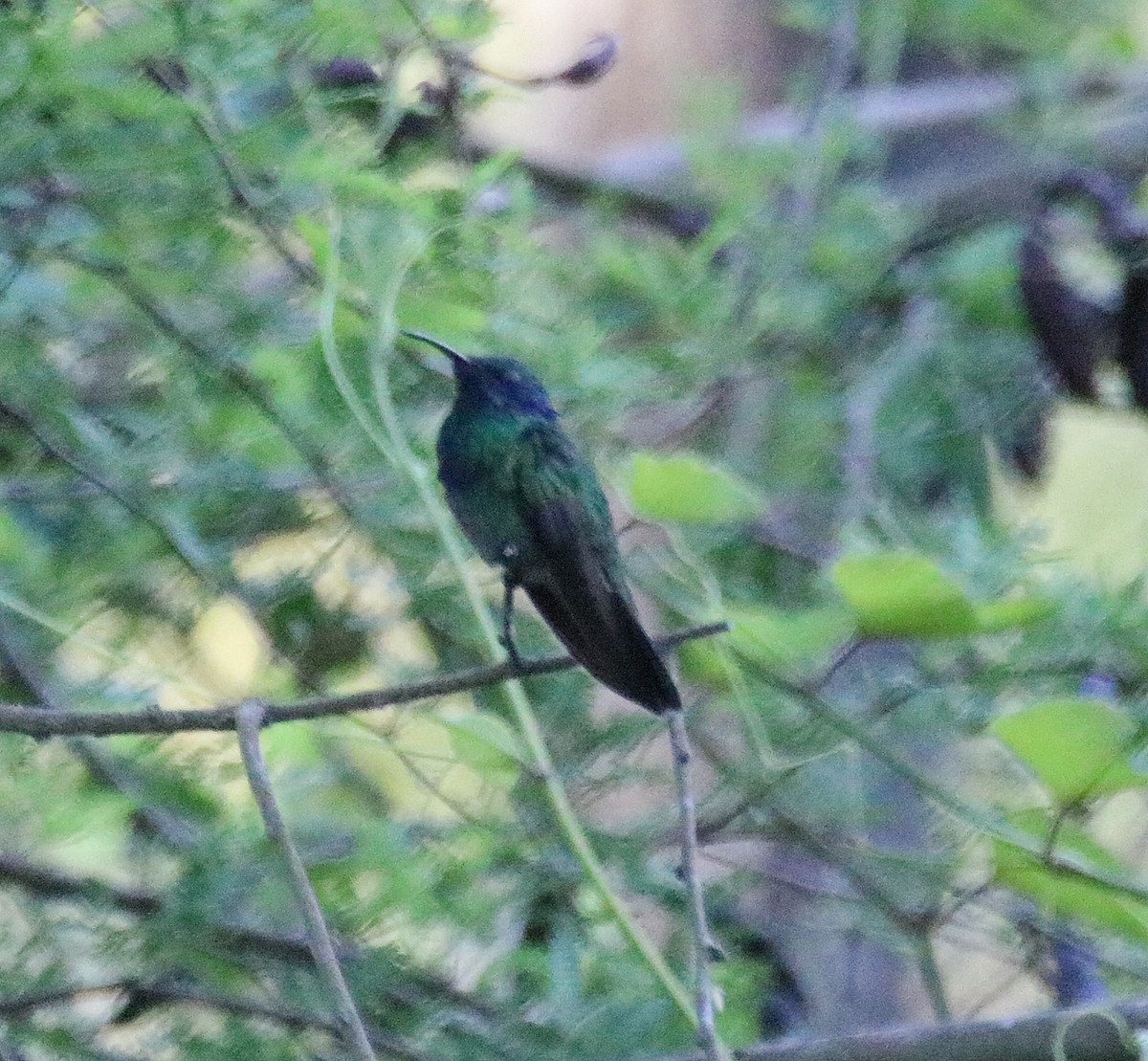 kolibřík zelený - ML106910821