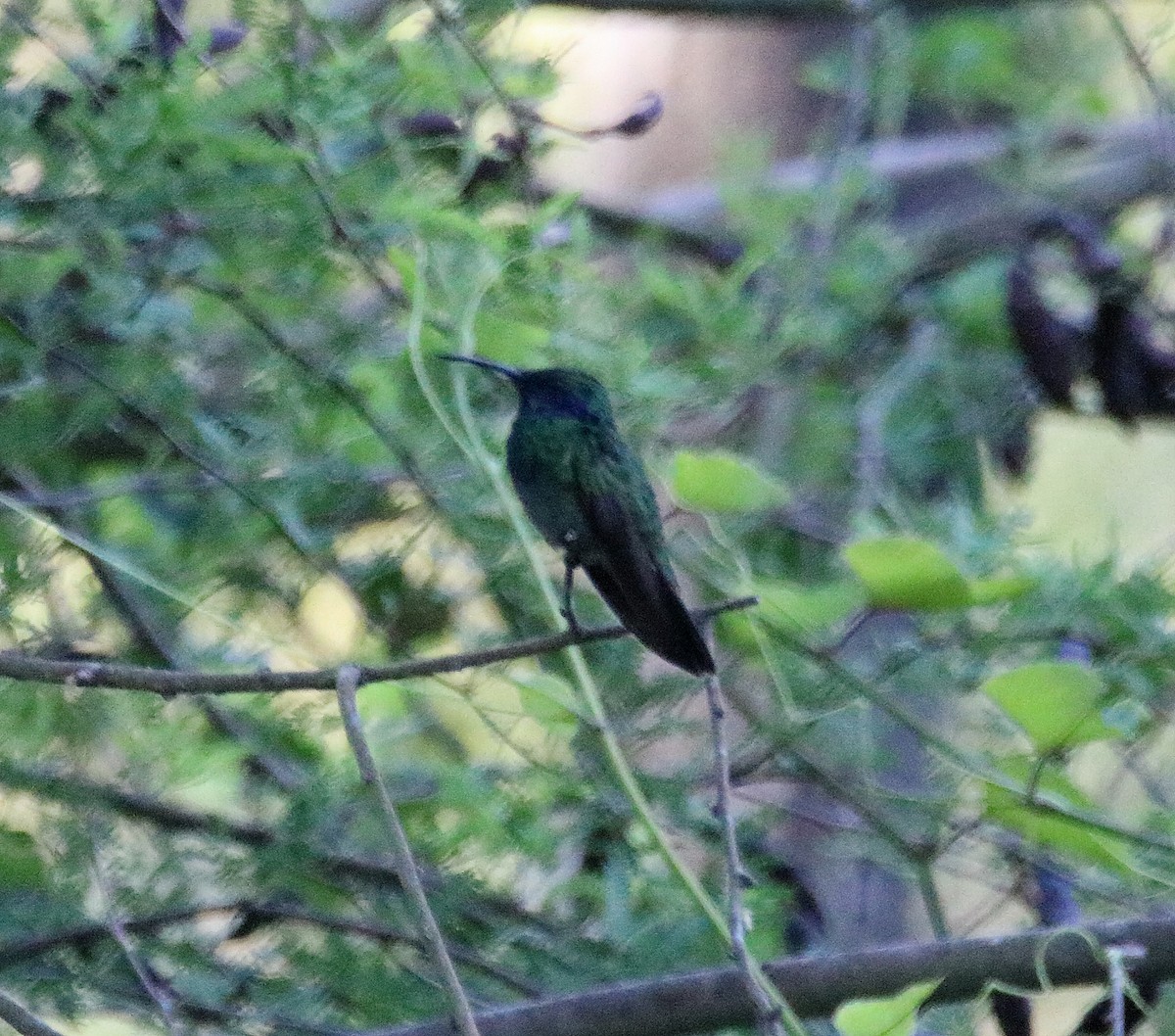 kolibřík zelený - ML106910901