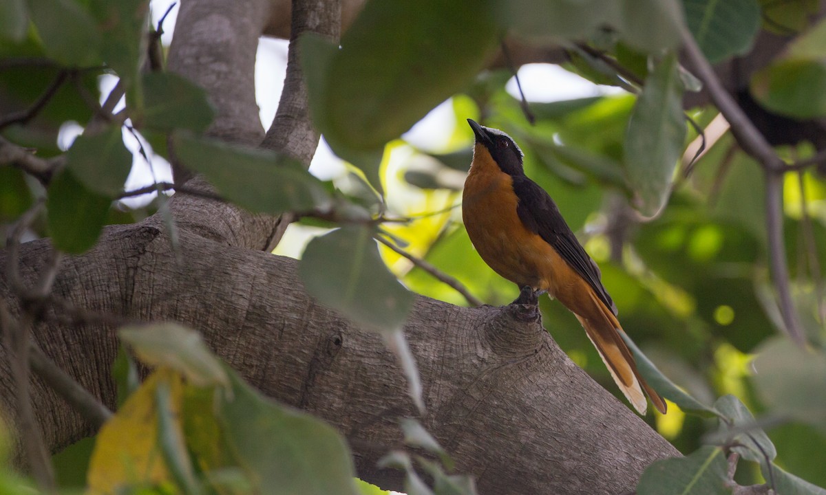 White-crowned Robin-Chat - Chris Wood
